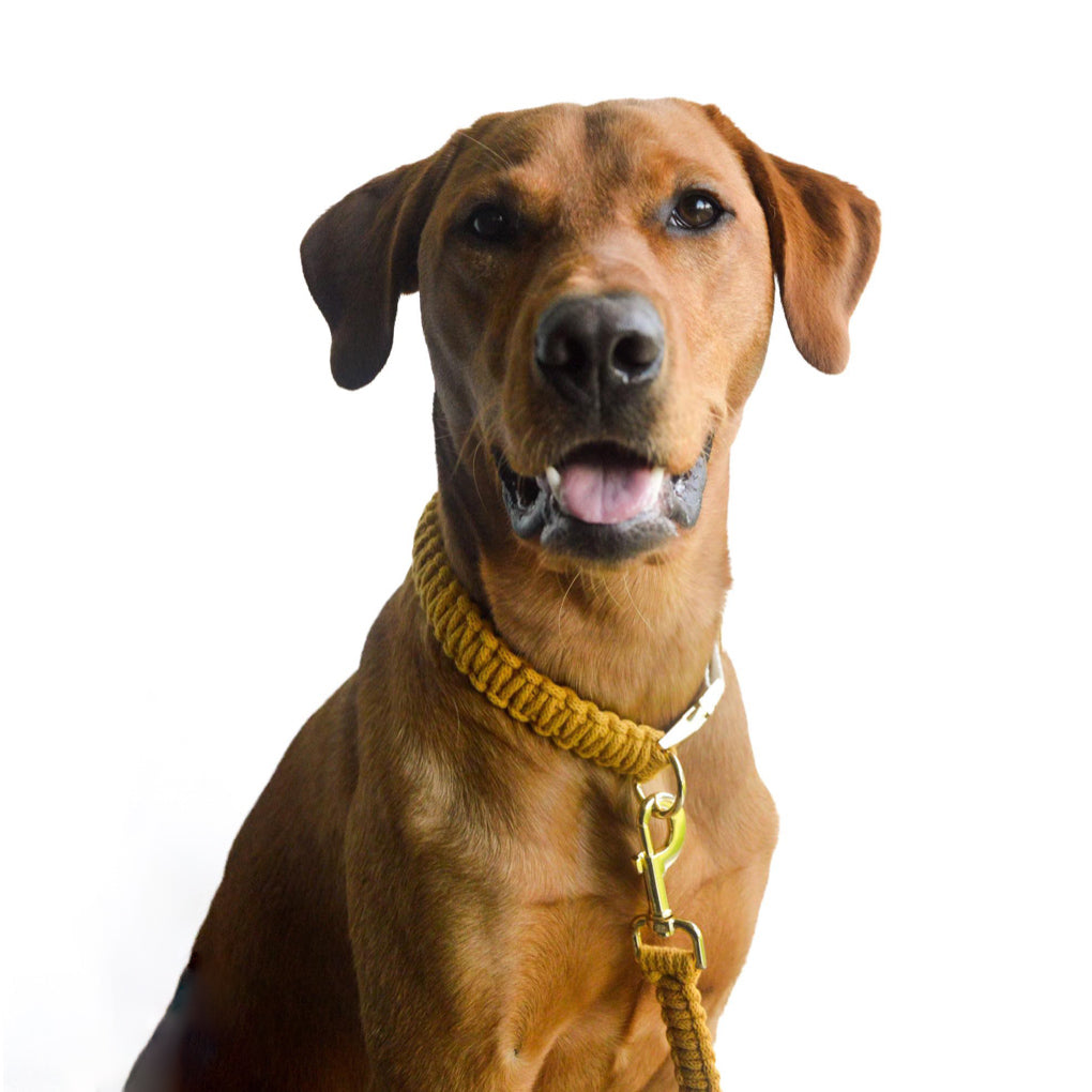 Macrame Collar - King Cobra
