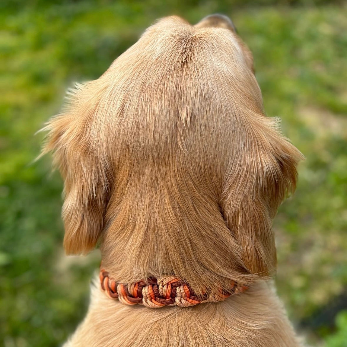 Orion Collar
