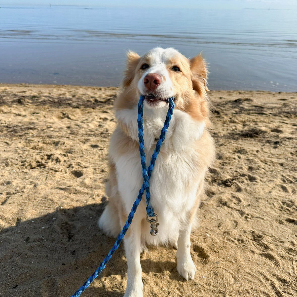 Paracord Leash