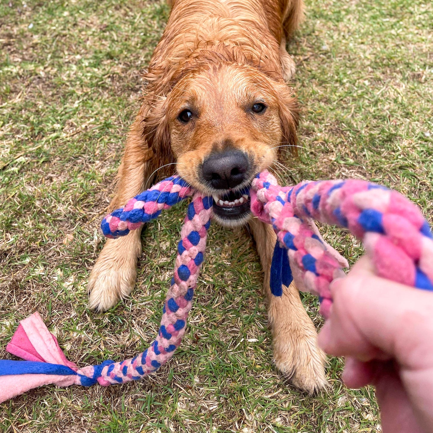 Tug Toy - Long