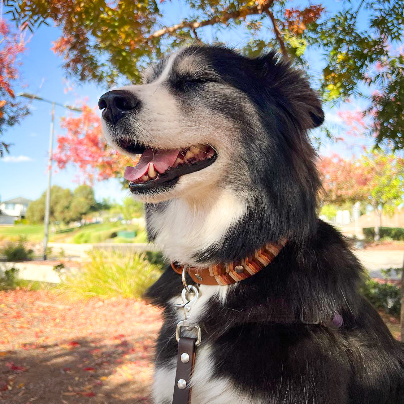 Odyssey Collar