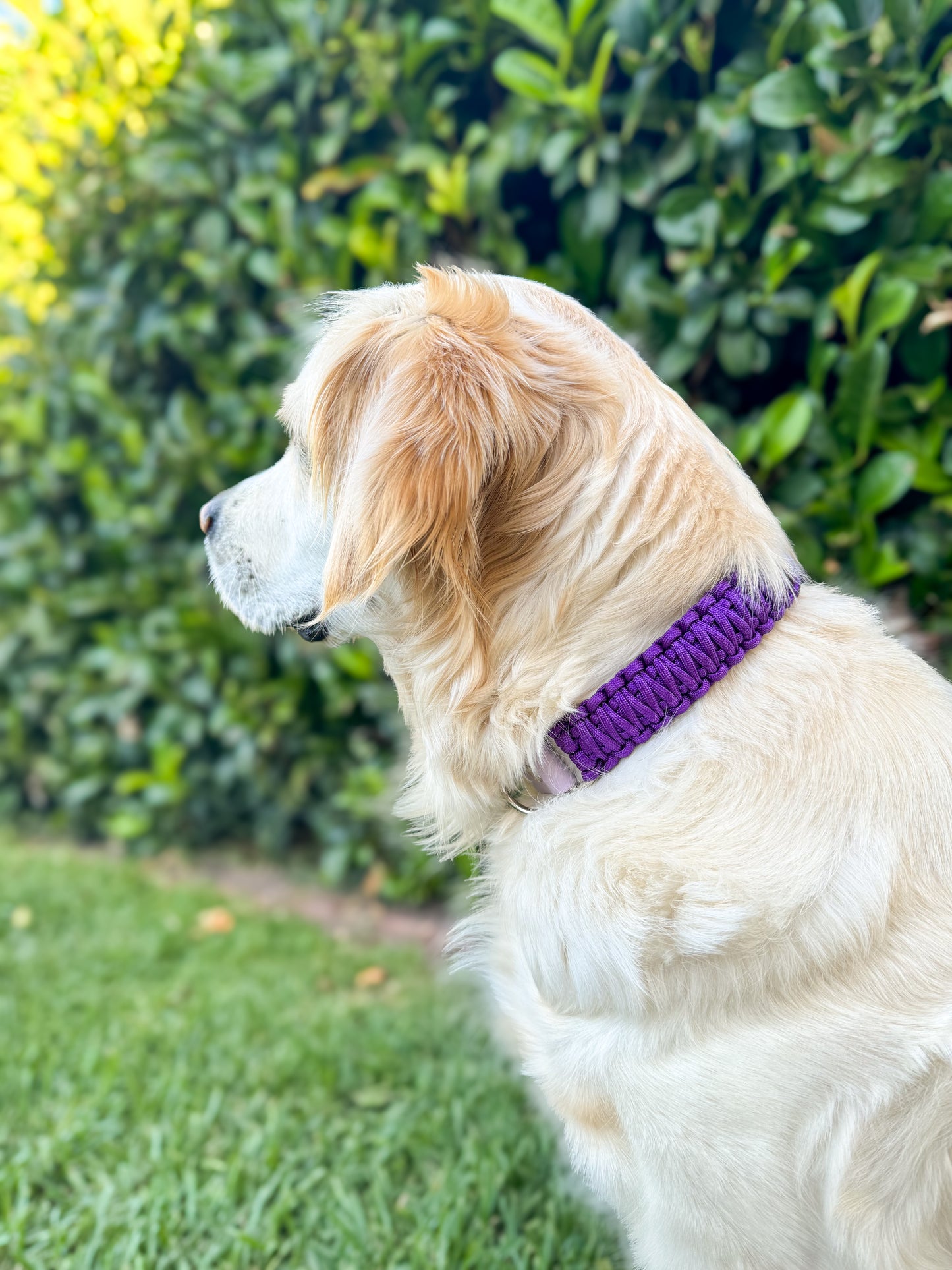 Terra Collar