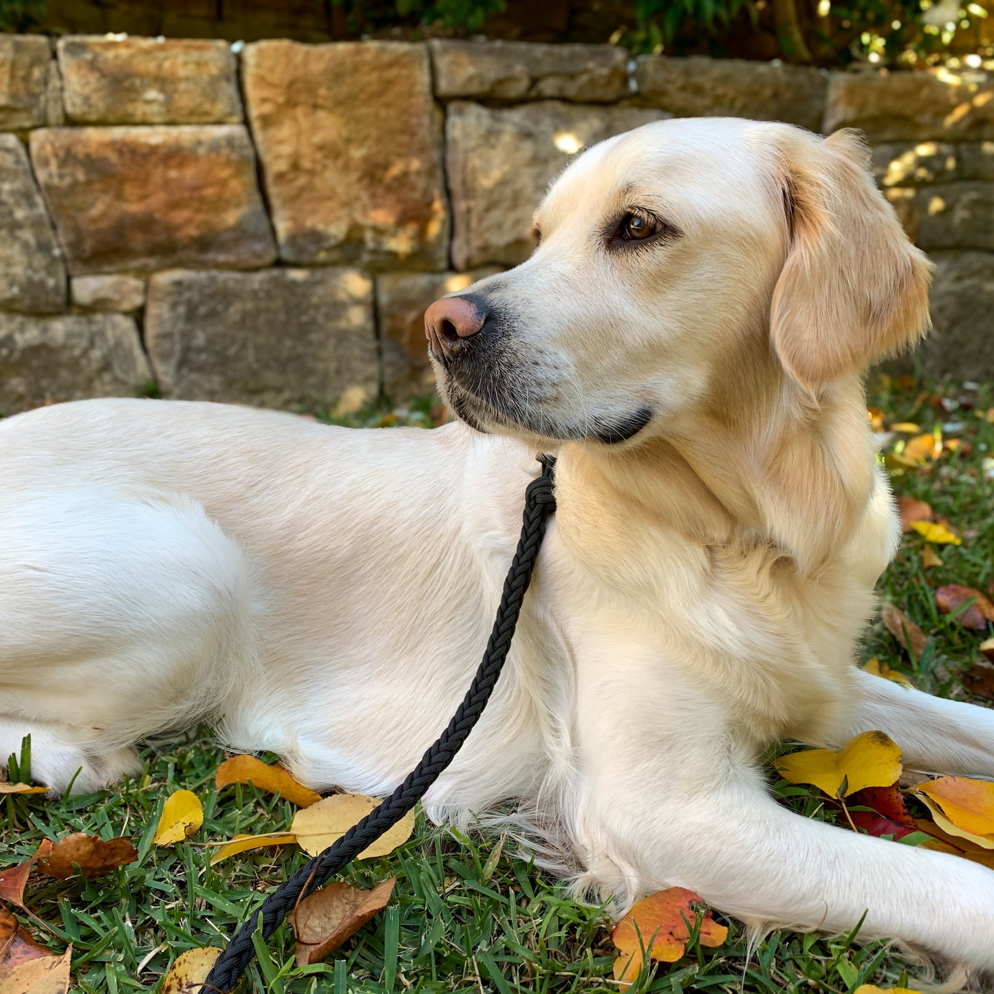 Paracord Leash - Heavy Duty