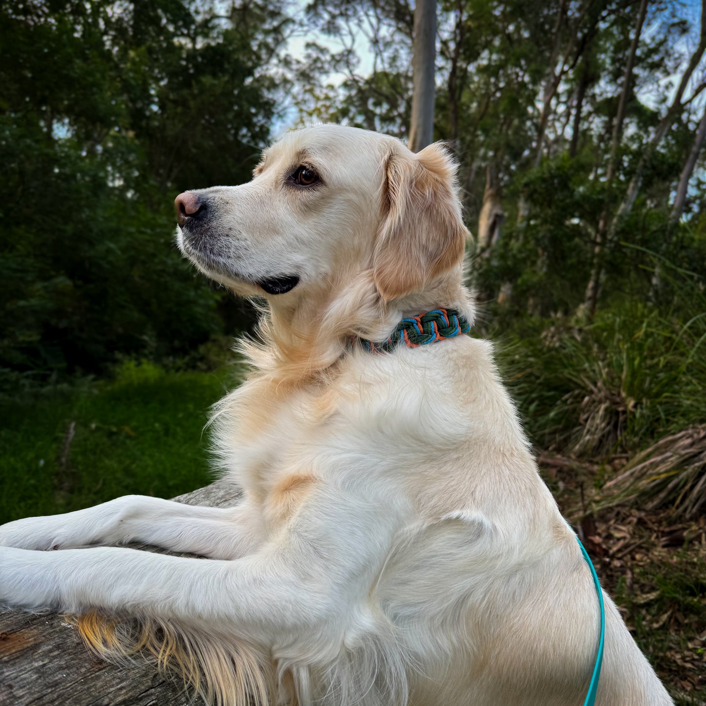 Orion Collar