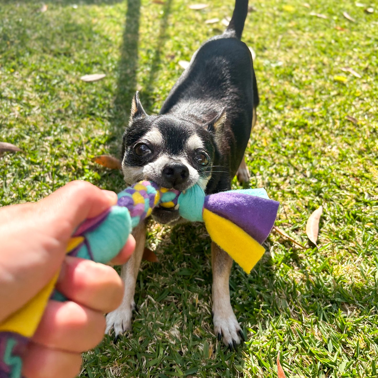 Tug Toy - Short