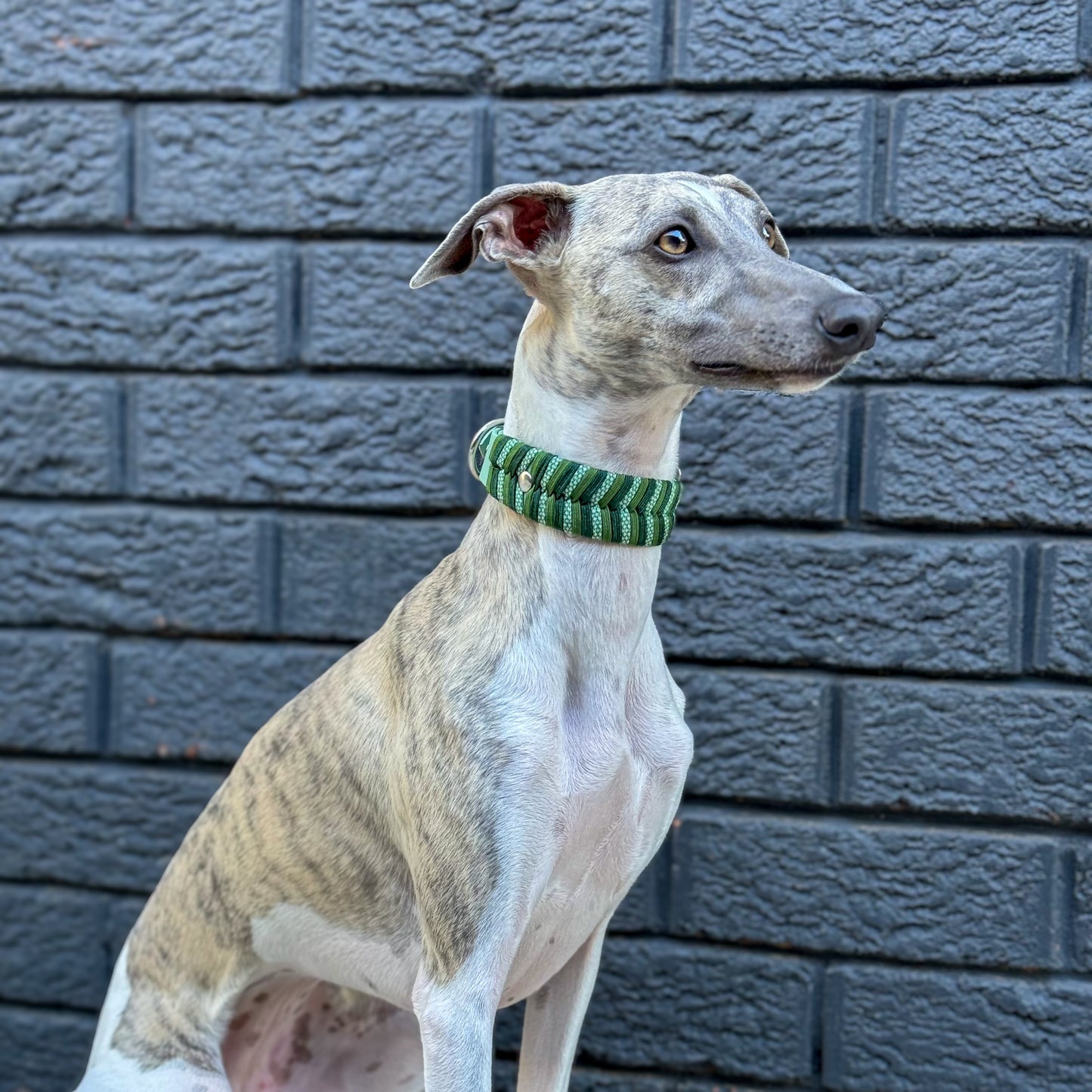 Odyssey Collar