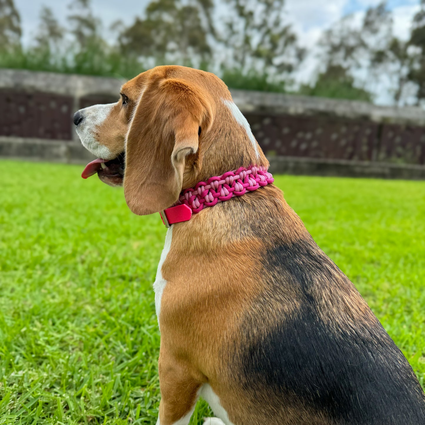 Eternity Collar