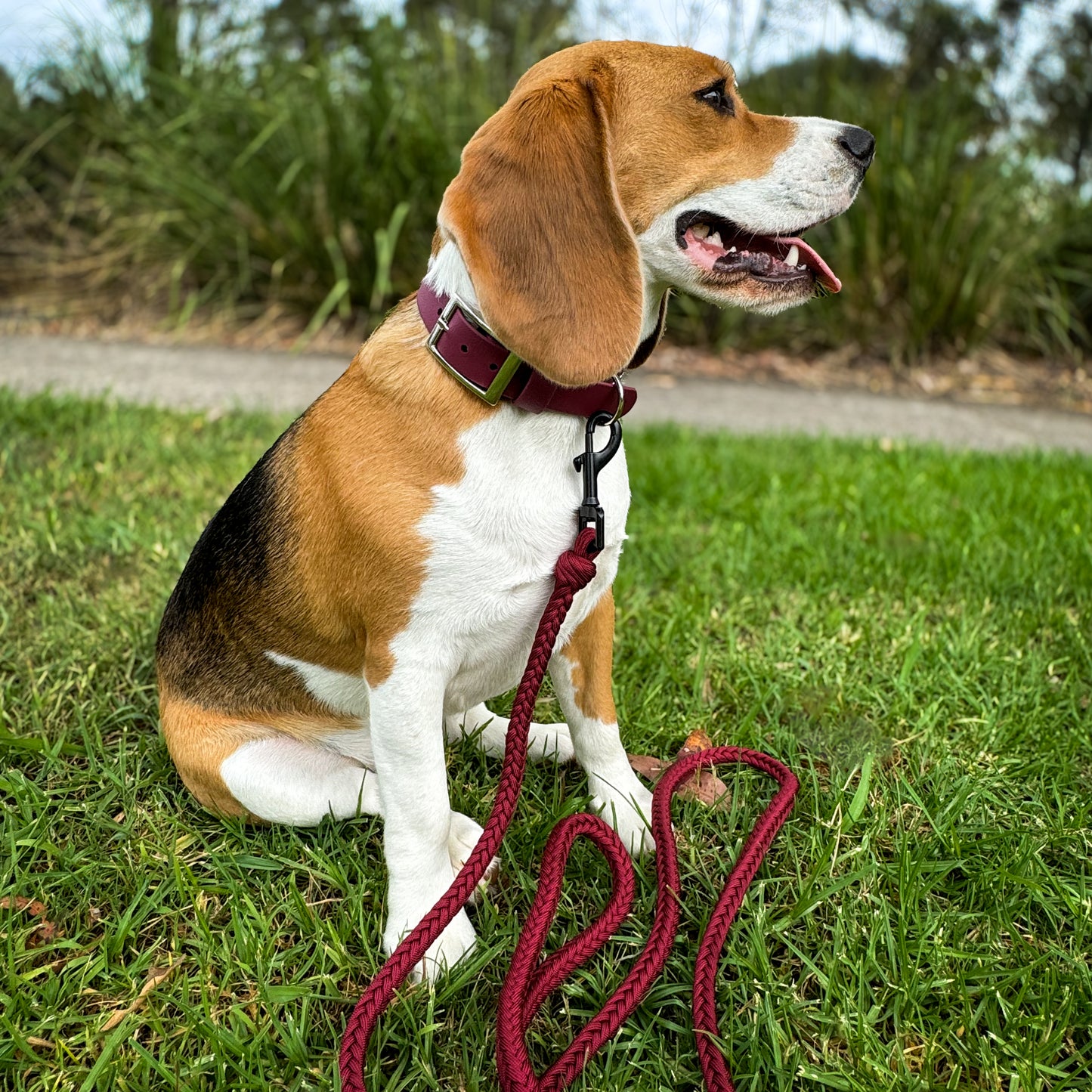 Paracord Leash - Heavy Duty