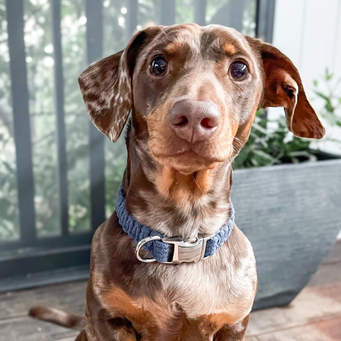 Macrame Collar - Cobra