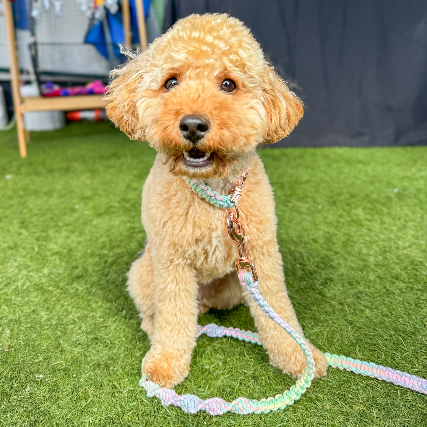 Macrame Leash - Cobra